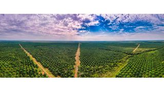Palmölplantagen erstrecken sich oft über Kilometer und stellen ein Problem für Mensch und Tier dar (Bild: © Miguel - stock.adobe.com)