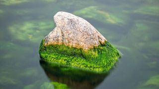 Algen könnten sich als wertvoller Pflanzendünger erweisen, indem sie sich mit Nährstoffen aus Abwasser anreichern (Symbolbild). (Bild: gemeinfrei, Dave Hoefler)