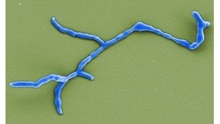 Elekronenmikroskopische Aufnahme des myzelbildenden Bodenbakteriums Ktedonobacter racemifer.  (Bild: Manfred Rohde, Helmholtz-Zentrum für Infektionsforschung)