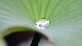 Die Bionik gibt auf Grundlage der Biologie Inspirationen für Lösungsideen zur Entwicklung technischer Innovationen, wie z.B. hier der Lotus-Effekt. (©sensolux - stock.adobe.com)