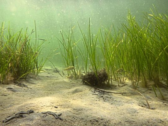 Forschende des GEOMAR testeten die neue Epimutations-Uhr mit Analysen von Klonen des Seegrases Zostera marina. Foto: (Bild:  Jan Dierking, GEOMAR)