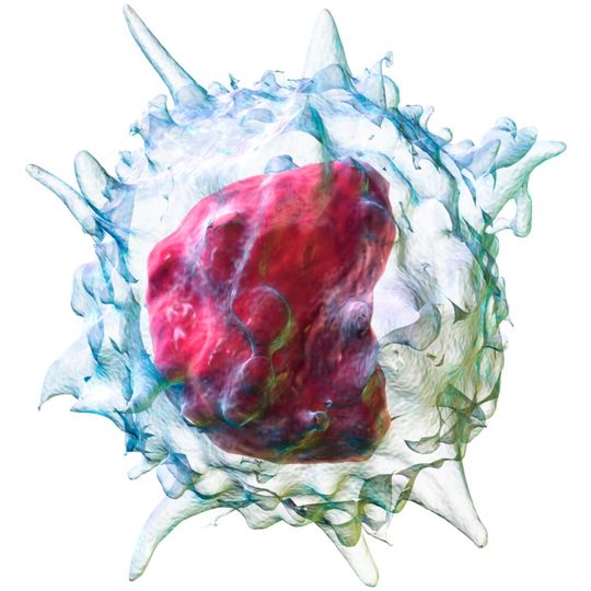 Researchers found that during exercise, the number and proportion of cancer-destroying cells increases in the bloodstream.(Source:  frei lizenziert /  Pixabay)