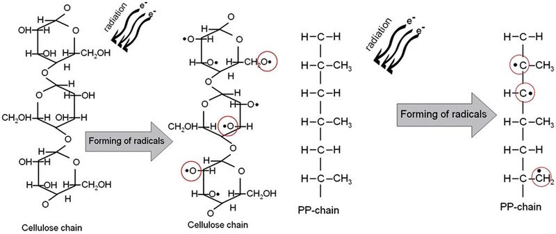Unter dem Einfluss energiereicher Strahlung brechen die Molekülketten der Polymerwerkstoffe (Polypropylen, PP) und der Naturfasern auf. Deren freie Radikale können nun in Wechselwirkung treten und mit irreversiblen chemischen Bindungen die Ankopplung der Faser an die Matrix festigen. (Bild: Huber)