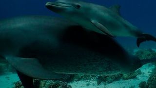 A dolphin mother teaches her calf to rub against medicinal coral. (Source: Angela Ziltener)