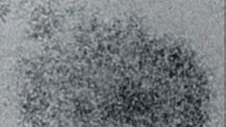 New antiviral materials made from sugar have been developed to destroy viruses on contact and may help in the fight against viral outbreaks. (University of Manchester)