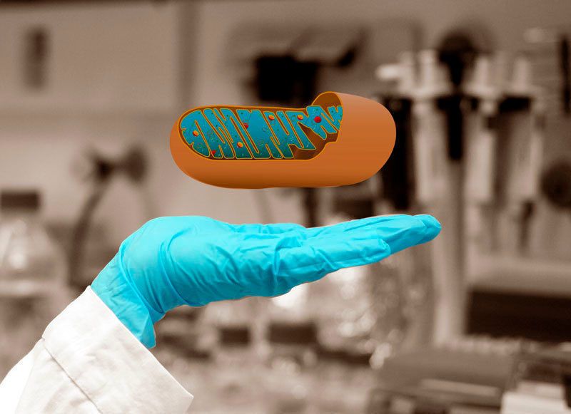 Querschnitt eines Mitochondriums, des Kraftwerks der Zelle. (© MPI für Psychiatrie | Nussbaumer & Filiou, 2015)