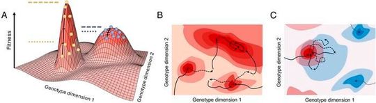 Schematic representation of fitness landscapes. (A) Orange lines show maximum (dashed) and average (dotted) fitness of a population on a narrower peak (yellow circles), blue lines show the same for a wider peak (blue circles). A large difference between the maximum and average fitness of the population indicate a narrower local optima. (B) Trajectory of a population in a periodically changing environment with respect to a given fitness landscape (solid arrow) and with respect to an unseen other fitness landscape (dashed arrow). Wider peaks are more likely to be found and stayed on. (C) Hypothetical “trapping” of the population in variable environments. Evolution during the blue environment (dashed arrow) is stuck at lower fitness due to evolution during the red environment (solid arrow) and a better blue peak found by evolution in static environments (dotted lines) is thus never found in the variable environment.(Source:  PNAS, Csenge et al.)