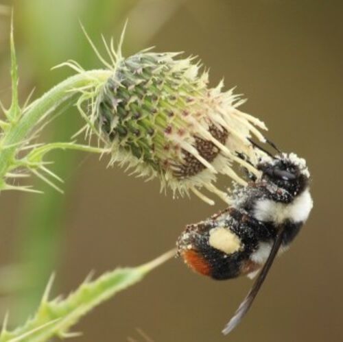 The study reveals for the first time how the decline of insect pollinators undermines essential ecosystem services that support human nutrition and livelihoods. (Source:  Thomas Timberlake, University of Bristol)