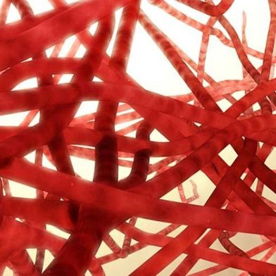 Ein Blutkapillarnetzwerk bildet ein Geflecht aus den kleinsten Blutgefäßen des Körpers. Damit sind sie für jedes biogedruckte Gewebemodell unverzichtbar. (Bild: Notre Dame College of Engineering)