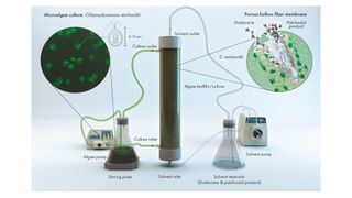 Illustration of the hollow-fiber setup used for the extraction of the desired extract (patchoulol) from the microalgae culture. Patchoulol is a valuable compound widely used in the perfume industry. (Source: Reproduced from Overmans et al (2022) with permission from the Royal Society of Chemistry)