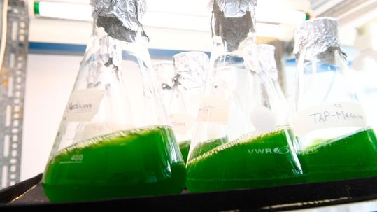 Es wird untersucht, wie sich Algenbiomasse vollständig in grünes Biogas umwandeln und die Gärreste anschließend als hochwertiger Dünger nutzen lassen.(Bild:  Cebitec)