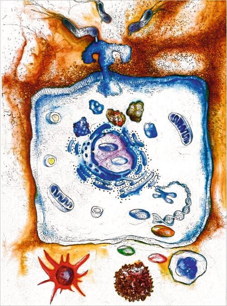 Wann Helicobacter Pylori Den Magen Krank Macht