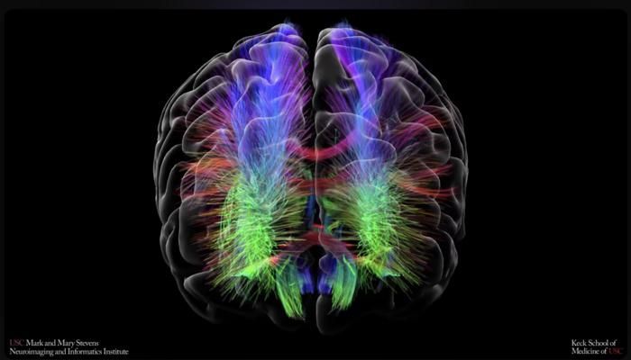 Hirnnetzwerk bei bipolaren Störungen   Dieses Bild zeigt eine Karte der Verbindungen zwischen verschiedenen Hirnregionen, die durch Signalwege aus weißer Substanz miteinander kommunizieren. Forscher des Stevens Neuroimaging and Informatics Institute der University of Southern California haben in der bislang größten Diffusions-MRT-Netzwerkstudie zu bipolaren Störungen Gehirnscans von 449 Betroffenen und 510 gesunden Kontrollpersonen ausgewertet. Dabei identifizierten sie subtile, aber weitreichende Unterschiede in den Kommunikationsnetzwerken des Gehirns – besonders in Bereichen, die Emotionsregulation, Belohnungsverarbeitung, Aufmerksamkeit und Selbstreflexion steuern. Die Studie liefert neue Hinweise darauf, wie Schweregrad und Behandlung bipolarer Störungen mit der Verdrahtung des Gehirns zusammenhängen. Hier geht‘s zur Originalmeldung Wissenschaftsbild des Tages vom 11.6.2026   (Bild: Stevens INI)