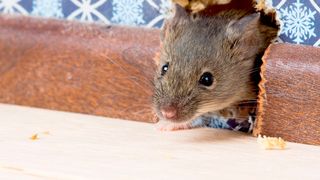 Hausmäuse leben schon sehr lange Zeit in engem Kontakt zum Menschen. Ein Umstand, der nicht folgenlos blieb. (Bild: ©Irina K. - stock.adobe.com)