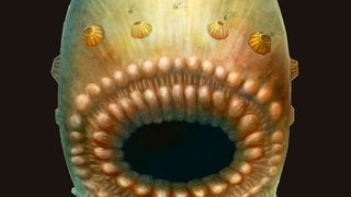 Eine Rekonstruktion des Saccorhytus coronarius in der Ventralansicht. (Dr. Jian Han)