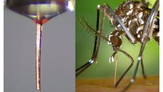 Der Stechrüssel einer toten weiblichen Stechmücke kann als biologisch abbaubare Mikro-Düse für hochauflösenden 3D-Druck dienen. (Bild: Scientific Advances)