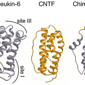 ((c) Rose-John, Uni Kiel)