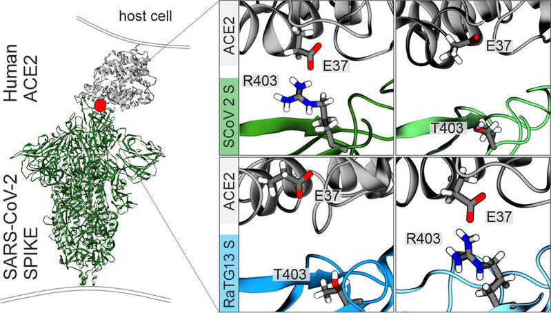 Computermodellierung der Proteinstruktur von SARS-CoV-2 (großes Bild links). Die vier kleineren Abbildungen zeigen Interaktionen zwischen unmodifziertem (oben links) und modifiziertem (oben rechts) SARS-CoV-2 Spike-Protein (oben) sowie zwischen unmodifiziertem (unten links) und modifiziertem RaTG13-Spike-Protein (unten rechts).