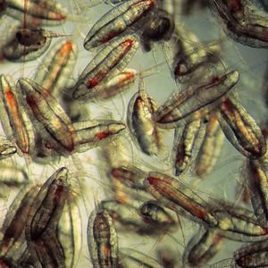 (Scottish Association for Marine Science (SAMS) / David Pond)