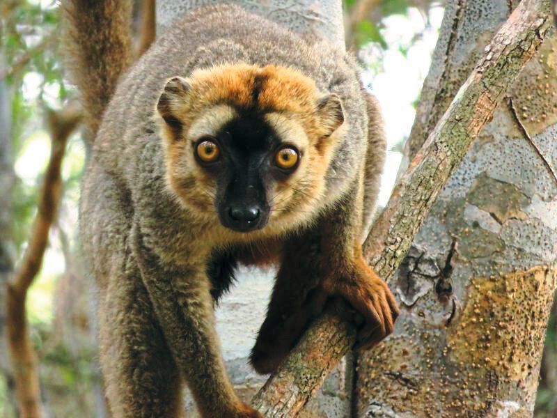 Ein männlicher Rotstirnmaki (Eulemur rufifrons) auf einem Baum in Madagaskar (Louise Peckre/Deutsches Primatenzentrum GmbH)