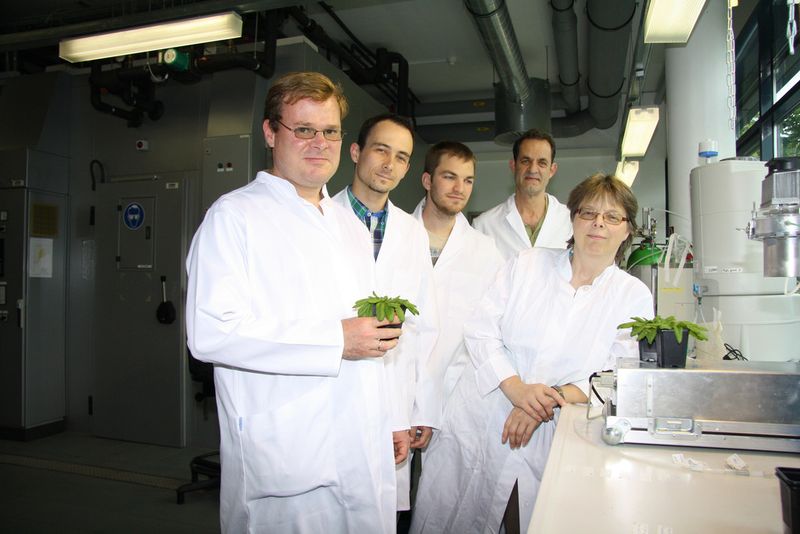 Louwrance Wright (MPI-CE), Benedikt Engels (IME), Daniel Volke (IME), Jonathan Gershenzon (MPI-CE) und Bettina Raguschke (MPI-CE, v.l.) mit Arabidopsis-Pflanzen. (Bild: Angela Overmeyer, MPI chem. Ökol.)