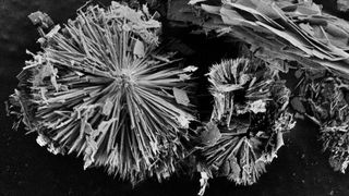 Unter dem Rasterelektronenmikroskop zeigt die Oberfläche eines Vanadiumcarbid-MXens interessante, fast organisch wirkende Strukturen aus Kobalt-Kupfer-Hydroxid-Molekülen. (Bild: B. Schmiedecke / HZB)