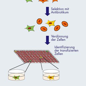 Abb.2: Schema zur Generierung von stabilen Zelllinien.