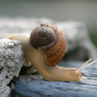 An ordinary garden snail produces an astonishing variety of mucus types using just one molecular building block. (Source: TCartdesign)