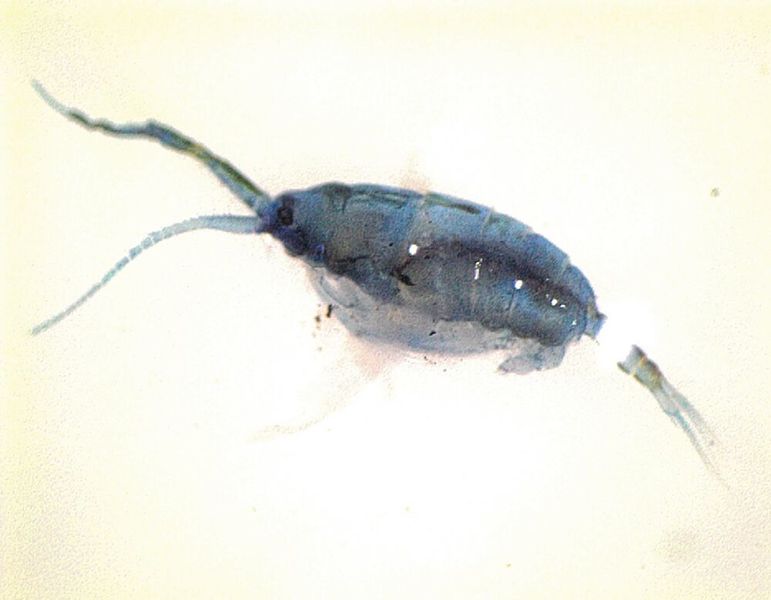 Die blaue Farbe der Ruderfußkrebse aus der Familie der Pontelliden schützt die Tiere vor der starken UV-Strahlung an der Meeresoberfläche. (Janina Rahlff)