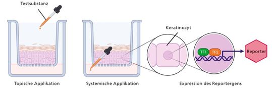 Zu sehen ist die Funktionswiese des Reporters. Bei der Reporterhaut des Fraunhofer IGB wird die Zellreaktion über die Aktivierung einer Signalkaskade, die an ein Reportergen gekoppelt ist, messbar gemacht. Die Testsubstanz kann nicht nur über das Medium zugegeben, sondern auch direkt auf die Oberfläche der Epidermis aufgetragen werden. TF = Transkriptionsfaktor (erstellt mit BioRender.com) (Bild:  Fraunhofer IGB)