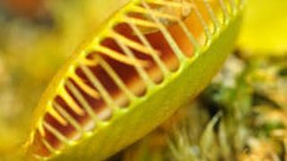 Die Fliege in der Falle: Sobald ein Insekt spezielle Sinneshaare auf der inneren Oberfläche der geöffneten Klappfalle berührt, schnappt diese zu. (Bild: Rainer Hedrich und Sönke Scherzer/Universität Würzburg)