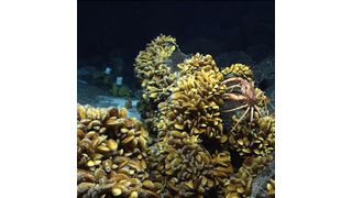 Bathymodiolus-Muscheln an der Menez Gwen-Hydrothermalquelle vor der Küste der Azoren, aufgenommen während der Schiffsreise M82/3 des Forschungsschiffes Meteor. (Bild: MARUM, University of Bremen/Germany)