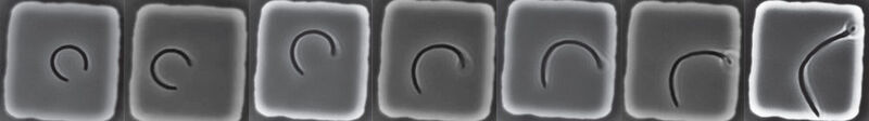 Stressed-out E.coli recovers its straight, rod-like shape over time. (Lars D. Renner, Leibniz Institute of Polymer Research and the Max Bergmann Center of Biomaterials, Dresden, Germany)