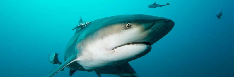 Neue genetische Daten zeigen, dass Menschen und Haifische Rezeptoren für bittere Substanzen teilen, obwohl sich die evolutionären Wege vor fast 500 Millionen Jahre trennten. (Symbolbild)(Bild:  studio5050 - stock.adobe.com)