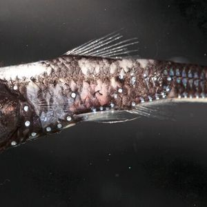 (Zuzana Musilová; Karls-Universität, Prag)