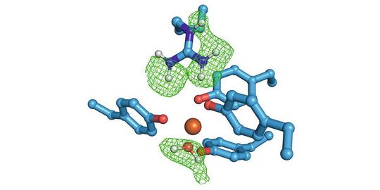 Bindung von Eisen im eisenbindenden Protein FutA. Eisen ist als Kugel in Rostrot dargestellt. Die blau dargestellten Aminosäureseitenketten und ein Wassermolekül (im Bild unten) binden an das Eisen. Das Neutronenexperiment hat gezeigt, wo sich die Wasserstoffatome befinden, was durch ein Gittergeflecht aus grünen Linien eingehüllt dargestellt wird. Die Kohlenstoffatome sind als hellblaue und die Sauerstoffatome als rote Kugeln dargestellt. Der Stickstoff ist als dunkelblaue Kugel gezeigt und der Wasserstoff als weiße.(Bild:  Diamond Light Source / Rachel Bolton)