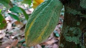 The research combined survey data from 365 cocoa-producing households with rainfall measured via satellites covering 44 villages across five major cocoa-growing regions in Ghana. (Source: Amanda Cooke)