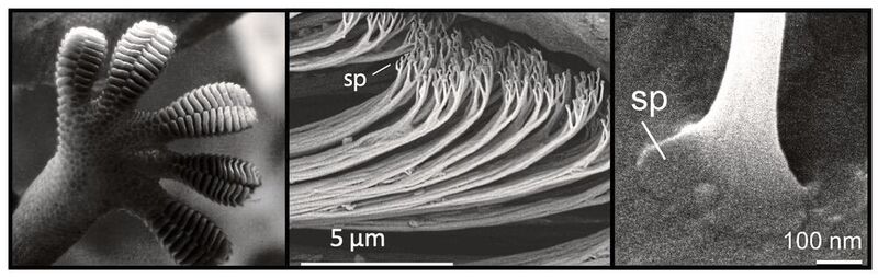 Ein Geckofuß (l.); Eine rasterelektronenmikroskopische Aufnahme haarähnlicher Strukturen auf Geckozehen, die Setae genannt werden, wobei „sp“ die Lage kleinerer Strukturen anzeigt, der so genannten Spatula (Mitte); Eine Nahaufnahme eines einzelnen Spatels (r.).