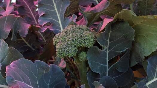 Broccoli growing beneath semi-transparent, colored solar panels at the experimental site at Kärrbo Prästgård farm in Sweden.(Source:  Silvia Ma Lu)