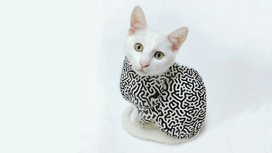Schrödingers Katze mit Quantenfell: Im Material LiHoF4 haben die Physiker der Universitäen Dresden und München einen neuen Phasenübergang entdeckt, bei dem sich magnetische Domänen quantenphysikalisch verhalten. Schrödingers Katze mit Quantenfell: Im Material LiHoF4 haben die Physiker der Universitäen Dresden und München einen neuen Phasenübergang entdeckt, bei dem sich magnetische Domänen quantenphysikalisch verhalten.