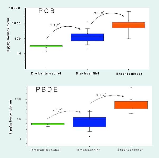 Abb. 2: Box-Plot-Darstellung der PCB6-Konzentrationen (#28, #52, #101, #138, #153, #180) (oben), und der PBDE5-Konzentrationen (#47, #99, #100, #153, #154) (unten). Die mit „*“ gekennzeichneten Anreicherungsfaktoren basieren auf den Mediankonzentrationen. (Archiv: Vogel Business Media)