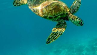 Am Anfang des Lebens vor rund 4 Milliarden Jahren könnten sich essenzielle Stoffwechselkreisläufe autark, also ohne Enzyme entwickelt haben, wie WissenschafterInnen nun nachweisen konnten. (gemeinfrei)