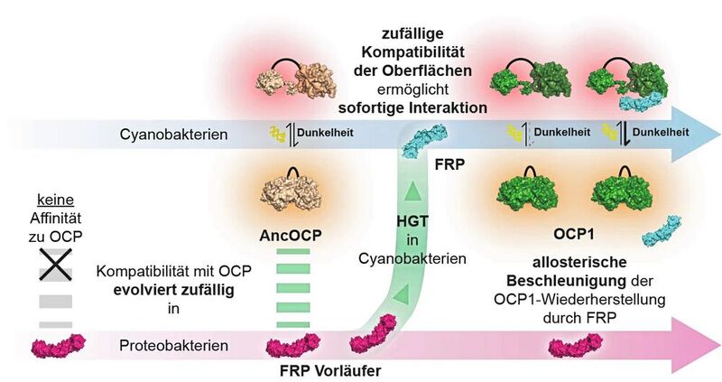Im Lichtschutzsystem von Cyanobakterien bindet das Fluorescence Recovery Protein (FRP) an das aktivierte Orange Carotenoid Protein OCP1, um dessen Ausgangsform wiederherzustellen. Durch horizontalen Gentransfer (HGT) – einem Prozess, bei dem Bakterien genetisches Material austauschen – wurde ein Vorläufer des FRP-Proteins in die Cyanobakterien transferiert. Die Rekonstruktion der ursprünglichen Proteinsequenz zeigt, dass sich die gegenseitige Kompatibilität von FRP und OCP unabhängig voneinander in völlig unterschiedlichen Mikroben-Arten entwickelt hat. Interessanterweise konnte das FRP aus Proteobakterien bereits mit dem OCP der Cyanobakterien interagieren. Der Grund war vermutlich, dass sich die Fähigkeit von FRP, sich mit ursprünglichen OCPs (AncOCP) verbinden zu können, bereits zufällig in Proteobakterien entwickelt hatte. <b>Als die Proteine erstmals aufeinandertrafen, waren sie bereits perfekt aufeinander abgestimmt.</b> Diese Ergebnisse beweisen, dass sich solche Interaktionen auch ohne direkten Selektionsdruck entwickeln können. FRP nutzt heute eine hoch konservierte Dimerisierungsschnittstelle von OCP, um OCP1-Paraloge stark allosterisch zu kontrollieren. Die hier nur zur Veranschaulichung verwendete OCP-Struktur ist 3MG1 (PDB ID).