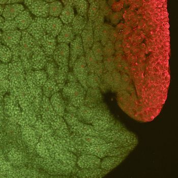 Verteilung des Serotonins (rot) in einem zehn Stunden alten Froschembryo  (Bild: Uni Hohenheim)