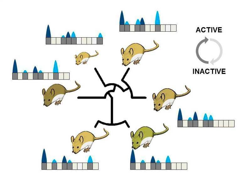 Evolution verändert die Aktivität im Erbgut: Ein Vergleich zwischen den unterschiedlichen Mausarten zeigt verschiedene Regionen des Erbguts, in denen die DNA abgelesen wird (blau). Dabei sind Abschnitte mit Genen dunkelblau, während Bereiche, die zwar aktiv sind, aber keine Gene enthalten, hellblau dargestellt sind. (Bild: © MPI für Evolutionsbiologie)