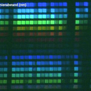 2 (a) Array von Lipid-Gittern im Mikroskop. (Bild: Lenhert/Brinkmann; aus „Lipid Multilayer Gratings“ (Nature Nanotechnology) [1])