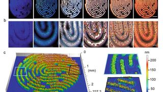 Sechs unterschiedliche künstliche Fingerabdruckmuster, versehen mit verschiedenen Eigenschaften, um individuelle Fluoreszenz und Topographie sichtbar zu machen. Die Syntheseparameter wurden aus der Nanofilm-Bibliothek abgeleitet.   (Bild: Max-Planck-Institut für Kolloid- und Grenzflächenforschung / Felix Löffler)