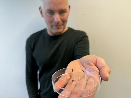 Markus Knaden mit einem Petrischalen-Assay, bei dem Ameisen, die vorher Ozon ausgesetzt worden waren, ihren Nestgenossinnen präsentiert wurden.(Bild:  Sonja Bisch-Knaden, Markus Knaden, Max-Planck-Institut für chemische Ökologie)