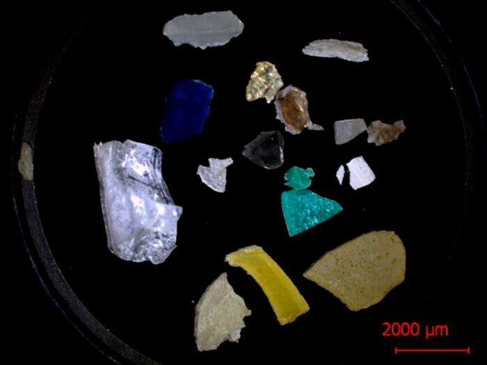 Microplastic samples collected from the oceans. Plastic fragments less than 5 mm in length are categorized as microplastics. The scale bar shows a length of 2,000 µm or 2 mm.