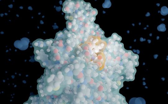 Pflanzliche Proteine stärker zu nutzen, wäre gut, aber sie können bittere Peptide enthalten. Mit einer neuen KI lässt sich ihr Geschmack nun aber vorhersagen, um gezielt die richtigen Peptide herzustellen. Das Bild zeigt die Rezeptortasche für Bitteres mit gebundenem Tripeptid (gelblich).(Bild:  F. Bößl / Leibniz-LSB)